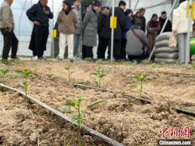 大棚内种植的“衢椒一号”白辣椒