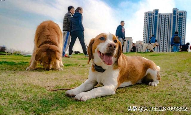 投喂流浪动物需承担责任，你知道吗？